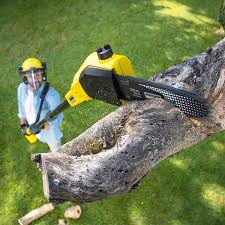 Best Sod Installation  in Northvale, NJ