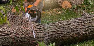 Best Utility Line Clearance  in Northvale, NJ