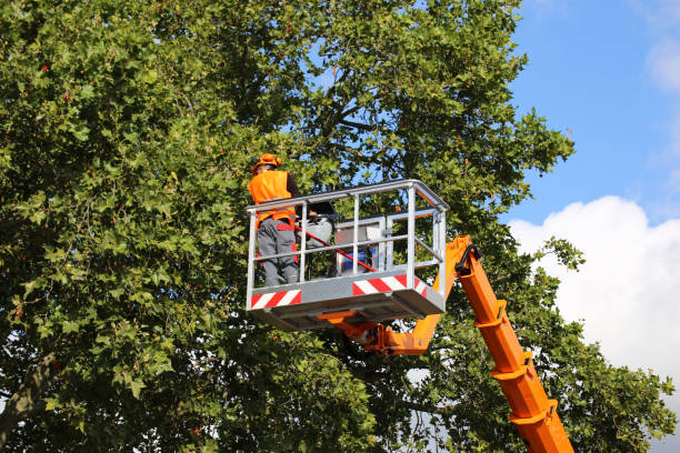 Best Aeration Services  in Northvale, NJ