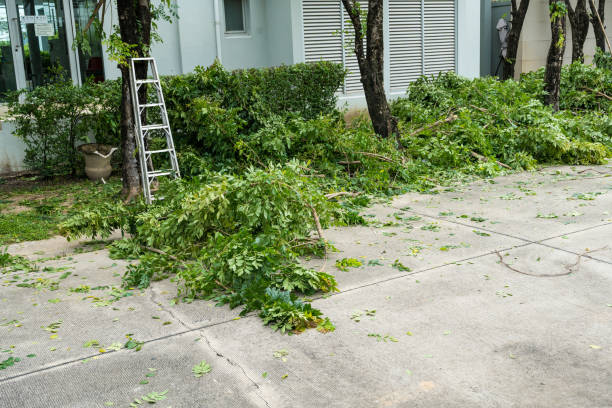 Best Lawn Drainage Solutions  in Northvale, NJ