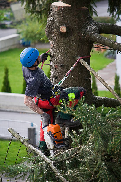 Best Hedge Trimming  in Northvale, NJ
